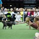 Rufus Wins Best In Show