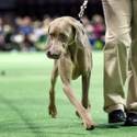 Rufus Wins Best In Show