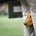 Rufus Wins Best In Show
