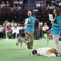 Rufus Wins Best In Show