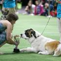 Rufus Wins Best In Show