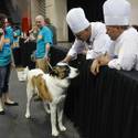 Rufus Wins Best In Show