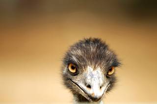 An emu from Australia at the Gilcrease Nature Sanctuary in Las Vegas on Wednesday, April 25, 2012.