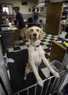 Boone, a golden retriever, keeps an eye on things at Wally's Independent Honda & Acura Service May, 5, 2012.