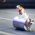 Ringling Bros. and Barnum & Bailey
