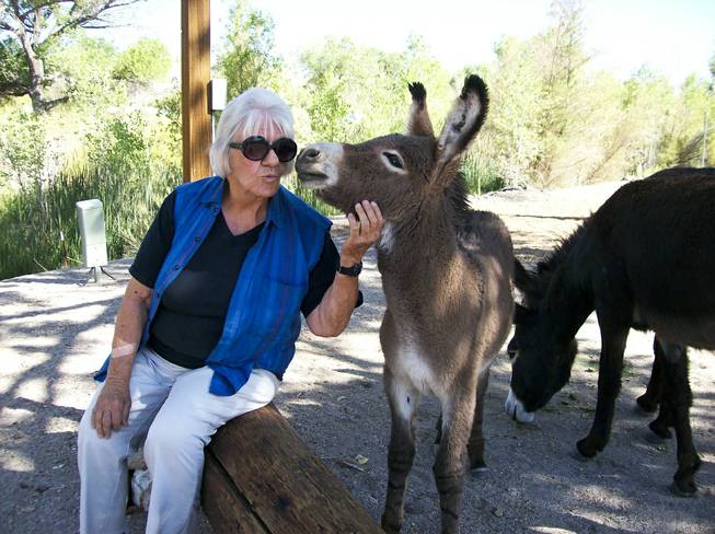 Betty J (BJ) Carter interacts with a burro named Bekka that is part of group of burros that are commonly seen roaming Beatty, NV.