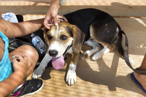 "Ron Paul," a 10-month-old Beagle puppy gets attention in a ball field dugout in Lorenzi Park Sunday, Aug. 26, 2012. STEVE MARCUS