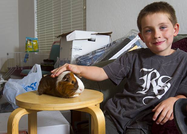 Theirry Lovelady, 7, pets a pet guinea pig in his home Tuesday, Aug. 28, 2012. The Lovelady family lost nearly all their possessions when their moving truck was stolen earlier this month but the Las Vegas community helped out with donated furniture, goods and a fundraiser after their story was broadcast on KNTV-Channel 13 news, Rebecca Lovelady, a UNLV graduate student.
