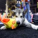 Pet Products at SuperZoo
