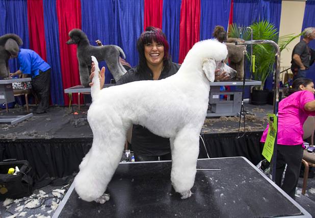 Groomer Charity Real of Peralta, New Mexico stands behind a standard poodle named Banzai during SuperZoo, a trade show for the pet industry, at the Mandalay Bay Convention Center Tuesday, Sept. 11, 2012.