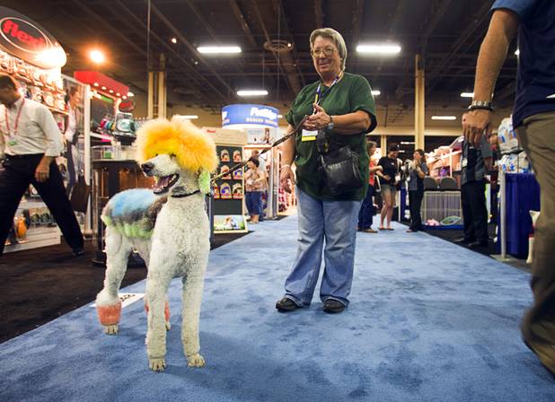 Hailey, a 2-year-old standard poodle from Logan, Utah, shows off her hair colors during SuperZoo, a trade show for the pet industry, at the Mandalay Bay Convention Center Tuesday, Sept. 11, 2012. The colorful hairstyle was done for a creative grooming competition, said Pam Kendrick of Stylin' Pets.