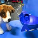 Pet Products at SuperZoo