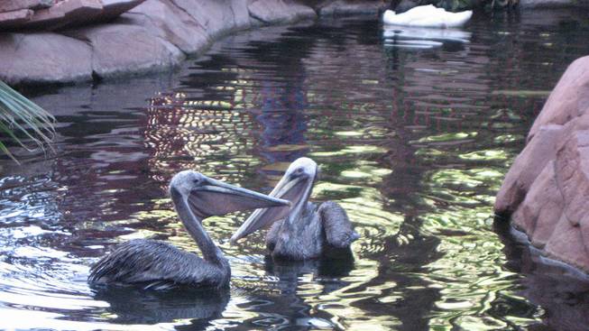Rescued Pelicans