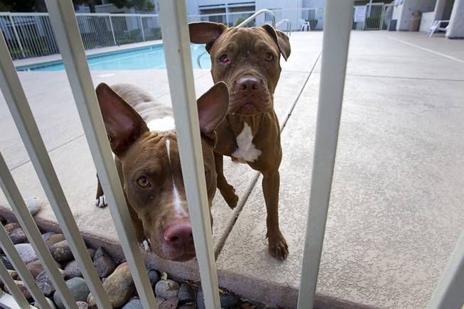 A pair of stray pit bulls, confined in an apartment pool area on East Charleston Boulevard, look through the fence Thursday Sept. 20, 2012. The dogs were taken to the Lied Animal Shelter.