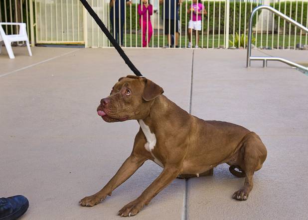 A stray pit bull seems reluctant to leave after being lassoed by Clark County Animal Control Officer Darryl Duncan at an apartment complex on East Charleston Boulevard Thursday Sept. 20, 2012.