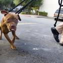 Animal Control Officer Darryl Duncan