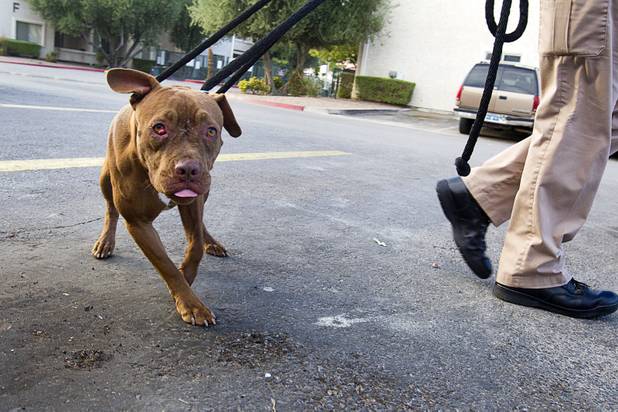 A stray pit bull is lead to a truck after being lassoed by Clark County Animal Control Officer Darryl Duncan at an apartment complex on East Charleston Boulevard Thursday Sept. 20, 2012.