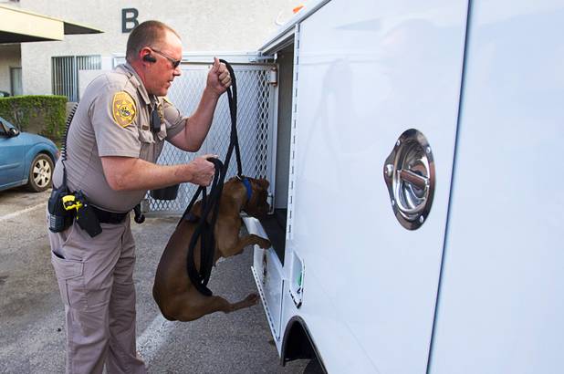 Clark County Animal Control Officer Darryl Duncan loads a stray pit bull into his truck Thursday Sept. 20, 2012.