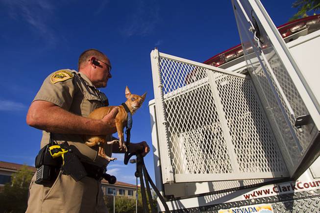 Clark County Animal Control Officer Darryl Duncan loads a blind Chihuahua into his truck Thursday Sept. 20, 2012. Duncan was called to pick up the dog from an assisted living facility after the owner died.