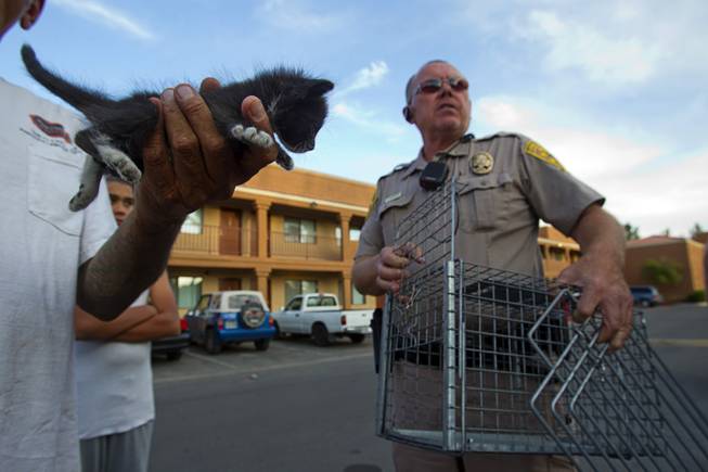 Darryl Duncan, a Clark County animal control officer, picks up a kitten from an apartment in the northeast part of the valley Thursday Sept. 20, 2012. The kitten was found in the wall of the maintenance room, said Manny Vasquez, a maintenance supervisor.