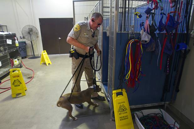 Darryl Duncan, a Clark County animal control officer, puts a stray pit bull into a cage at the Lied Animal Shelter Thursday Sept. 20, 2012.