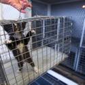 Animal Control Officer Darryl Duncan