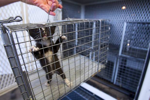 Darryl Duncan, a Clark County animal control officer, takes  a kitten from his truck at the Lied Animal Shelter Thursday Sept. 20, 2012. The kitten was found in the wall of a maintenance room, said Manny Vasquez, a maintenance supervisor at the Oasis Suites Apartments.