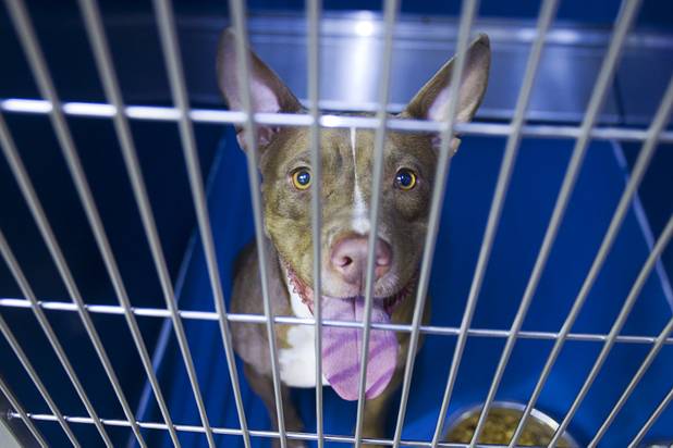 A stray pit bull looks up from a cage at the Lied Animal Shelter Thursday Sept. 20, 2012.