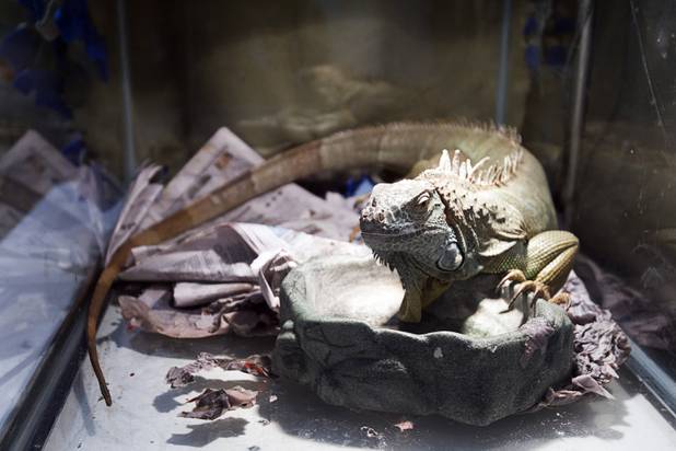 A three-foot-long iguana looks out from a reptile tank at the  Lied Animal Shelter Thursday Sept. 20, 2012. Clark County Animal Control Officer Darryl Duncan picked up the iguana from a car after the owner was arrested.