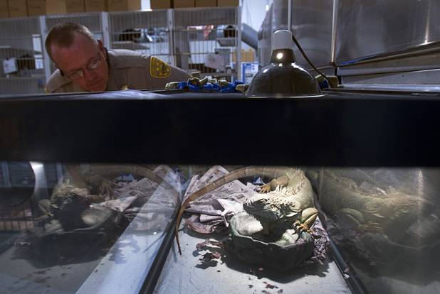 County Animal Control Officer Darryl Duncan looks at a three-foot-long iguana at the  Lied Animal Shelter Thursday Sept. 20, 2012. Duncan picked up the iguana from a car after the owner was arrested.