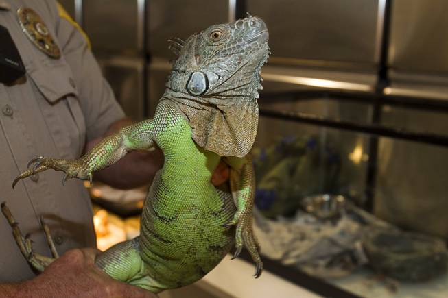 County Animal Control Officer Darryl Dunca holds a three-foot-long iguana at the  Lied Animal Shelter Thursday Sept. 20, 2012. Duncan picked up the iguana from a car after the owner was arrested.