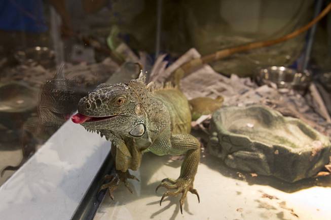 A three-foot-long iguana looks out from a reptile tank at the  Lied Animal Shelter Thursday Sept. 20, 2012. Clark County Animal Control Officer Darryl Duncan picked up the iguana from a car after the owner was arrested.