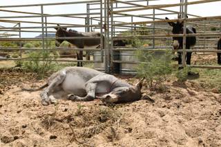 A male burro lies in the cool dirt and relaxes during the Bureau of Land Management wild burro adoption event held at Oliver Ranch in Red Rock Canyon Saturday, September 22, 2012.