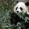 Photo: This Dec. 19, 2011, file photo shows Mei Xiang, th