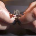 Proposing at Tiffany's