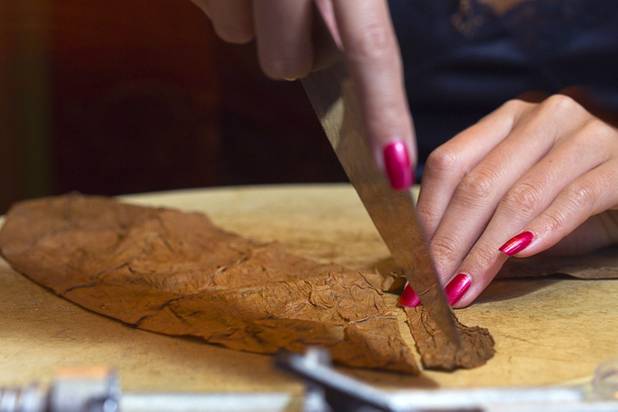 Cigar Doll Katrina Kelley cuts a wrapper leaf during a private party in the Foundation Room at the Mandalay Bay Sunday, Oct. 21, 2012. Cigar Dolls is a company that provides attractive cigar rollers for corporate events or private parties.