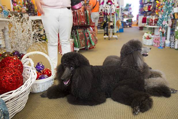 Standard poodles Bentley, left, and Sterling take a break on the floor while their owner Mary Tved shops at at Santa's Wrap, a holiday store in The District, in Henderson Sunday, Oct. 21, 2012.