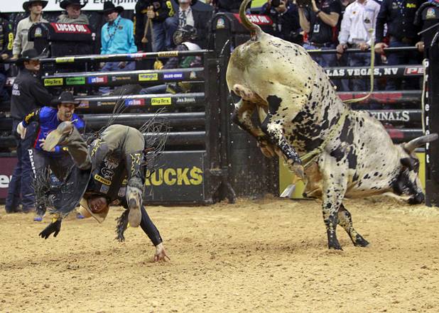 Kody Lostroh of Longmont, Colo. is thrown from a bull during the Built Ford Tough Series Professional Bull Riders (PBR) World Finals at the Thomas & Mack Center Sunday, Oct. 28, 2012.