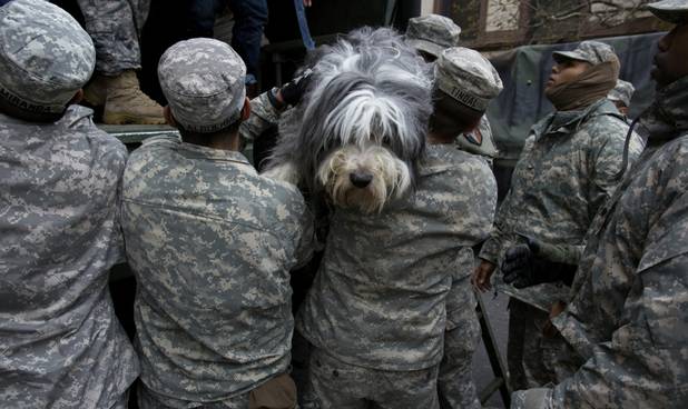 A dog named Shaggy is handed from a National Guard truck to National Guard personnel after the dog and his owner left a flooded building in Hoboken, N.J., Wednesday, Oct. 31, 2012, in the wake of superstorm Sandy. Some residents and pets are being plucked from their homes by large trucks as parts of the city are still covered in standing water. (AP Photo/Craig Ruttle)