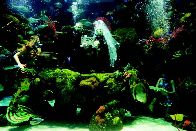 Underwater wedding in salt-water aquarium at the Silverton.