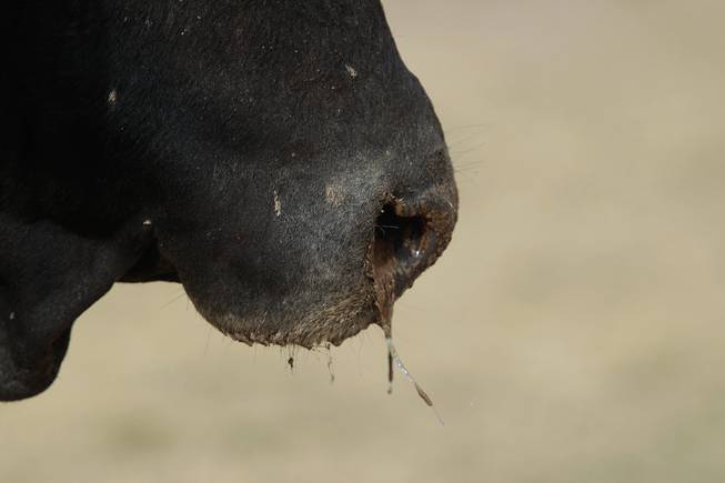 This is the snotty nose of PRCA Bull of the Year Cat Ballou, who will be taking part in the National Finals Rodeo.