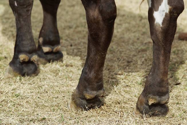 These are the hooves of PRCA Bull of the Year Cat Ballou, who will be taking part in the National Finals Rodeo.