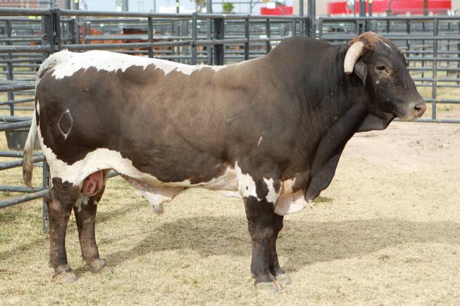 Champion bull Cat Ballou is seen Friday, Nov. 30, 2012.