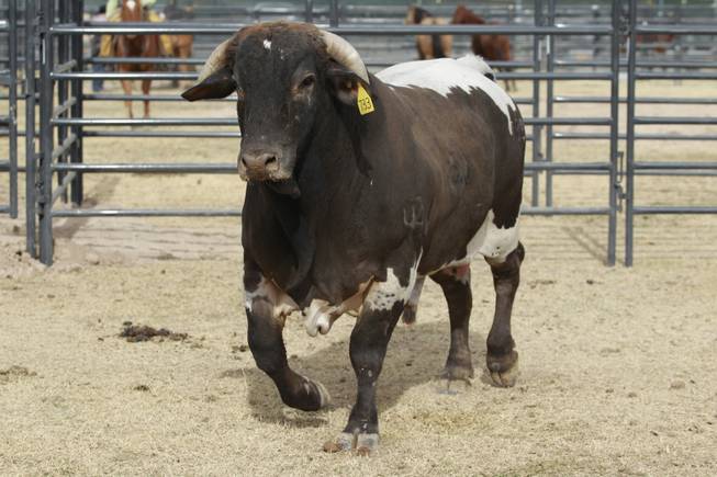Champion bull Cat Ballou is seen Friday, Nov. 30, 2012.