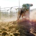 NFR Livestock
