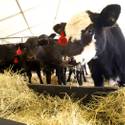 NFR Livestock