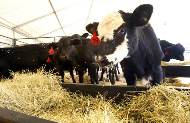 A calf eats grass hay at the National Finals Rodeo livestock area on UNLV campus Tuesday, December 4, 2012.