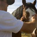 NFR Livestock