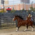 NFR Livestock