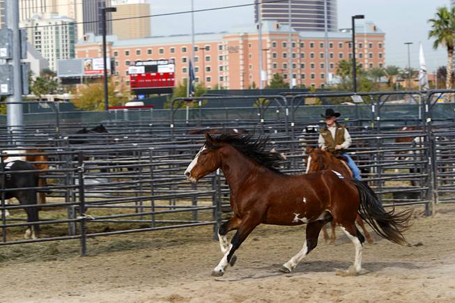 Painted Valley, 2010 PRCA Saddle Bronc Horse of the Year, runs in an exercise area at the National Finals Rodeo livestock area on UNLV campus Tuesday, December 4, 2012.